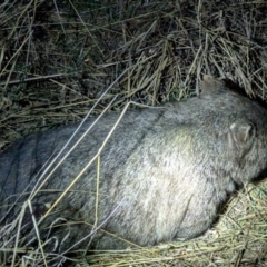 Vombatus ursinus at Kambah, ACT - 10 Aug 2024 11:15 PM