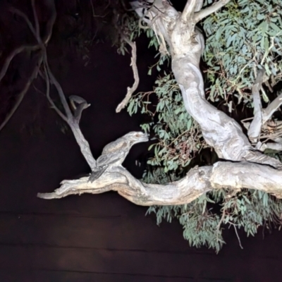 Podargus strigoides (Tawny Frogmouth) at Kambah, ACT - 10 Aug 2024 by HelenCross