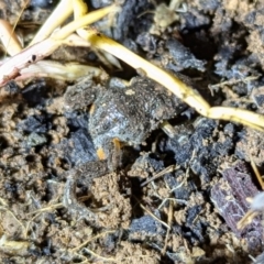 Uperoleia laevigata (Smooth Toadlet) at Kambah, ACT - 10 Aug 2024 by HelenCross