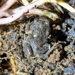 Uperoleia laevigata at Kambah, ACT - 10 Aug 2024 10:22 PM