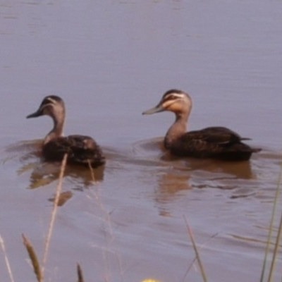 Anas superciliosa (Pacific Black Duck) at Freshwater Creek, VIC - 17 Oct 2022 by WendyEM