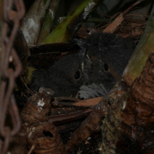 Colluricincla harmonica at Freshwater Creek, VIC - 18 Oct 2022 01:38 PM