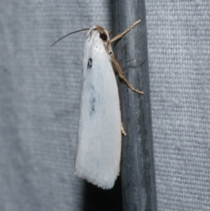 Xylorycta (genus) at Freshwater Creek, VIC - 20 Oct 2022 10:41 PM