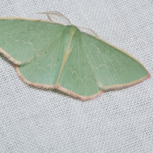 Chlorocoma dichloraria at Freshwater Creek, VIC - 20 Oct 2022