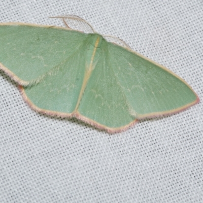 Chlorocoma dichloraria (Guenee's or Double-fringed Emerald) at Freshwater Creek, VIC - 20 Oct 2022 by WendyEM