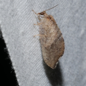 Drepanacra binocula at Freshwater Creek, VIC - 20 Oct 2022