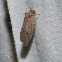 Drepanacra binocula at Freshwater Creek, VIC - 20 Oct 2022