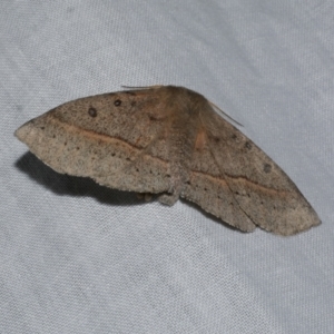 Anthela acuta at Freshwater Creek, VIC - 21 Oct 2022 09:02 PM