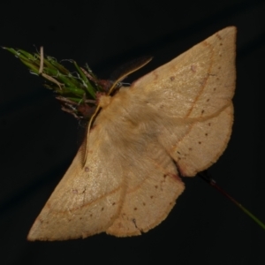 Anthela acuta at Freshwater Creek, VIC - 21 Oct 2022