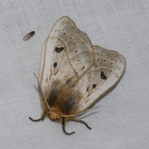 Anthela ocellata at Freshwater Creek, VIC - 20 Oct 2022