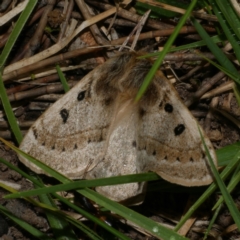 Anthela ocellata (Eyespot Anthelid moth) at Freshwater Creek, VIC - 21 Oct 2022 by WendyEM