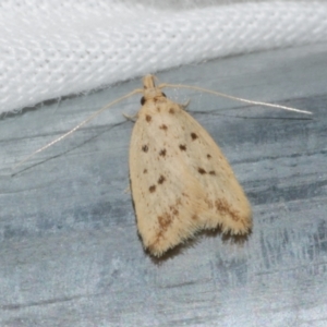 Atheropla psammodes at Freshwater Creek, VIC - 21 Oct 2022