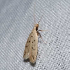 Atheropla psammodes at Freshwater Creek, VIC - 21 Oct 2022