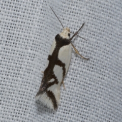 Ocystola paulinella (A Concealer Moth) at Freshwater Creek, VIC - 21 Oct 2022 by WendyEM