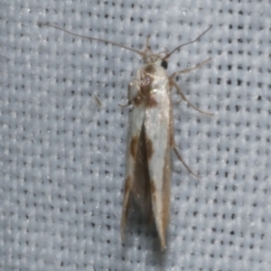 Stathmopoda lethonoa at Freshwater Creek, VIC - 21 Oct 2022