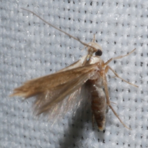 Stathmopoda lethonoa at Freshwater Creek, VIC - 21 Oct 2022