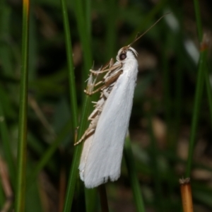 Xylorycta (genus) at Freshwater Creek, VIC - 20 Oct 2022