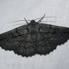 Melanodes anthracitaria (Black Geometrid) at Freshwater Creek, VIC - 21 Oct 2022 by WendyEM