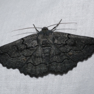 Melanodes anthracitaria at Freshwater Creek, VIC - 21 Oct 2022 08:39 PM