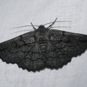 Melanodes anthracitaria at Freshwater Creek, VIC - 21 Oct 2022