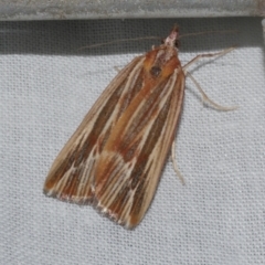 Rhynchopsota delogramma (A Geometer moth (Ennominae)) at Freshwater Creek, VIC - 21 Oct 2022 by WendyEM