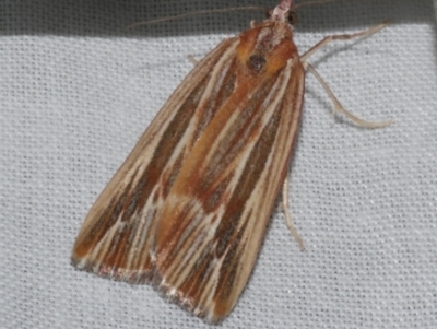 Rhynchopsota delogramma (A Geometer moth (Ennominae)) at Freshwater Creek, VIC - 21 Oct 2022 by WendyEM