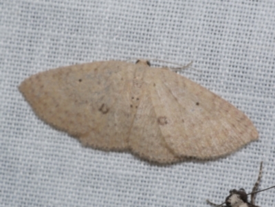 Poecilasthena anthodes (Orange-grounded Delicate) at Freshwater Creek, VIC - 21 Oct 2022 by WendyEM