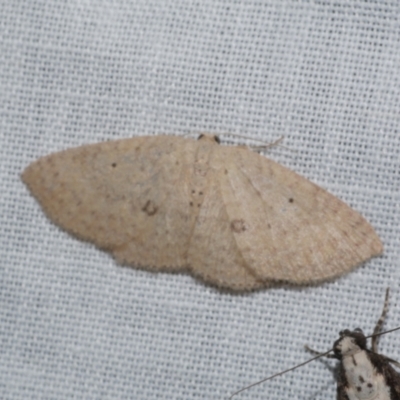 Poecilasthena anthodes (Orange-grounded Delicate) at Freshwater Creek, VIC - 21 Oct 2022 by WendyEM