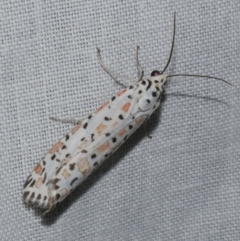 Utetheisa pulchelloides (Heliotrope Moth) at Freshwater Creek, VIC - 20 Oct 2022 by WendyEM