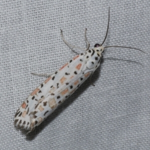 Utetheisa pulchelloides at Freshwater Creek, VIC - 20 Oct 2022