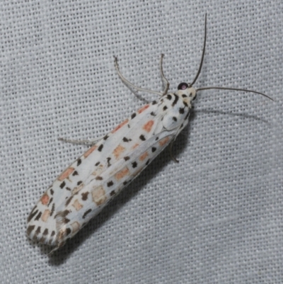 Utetheisa pulchelloides (Heliotrope Moth) at Freshwater Creek, VIC - 20 Oct 2022 by WendyEM