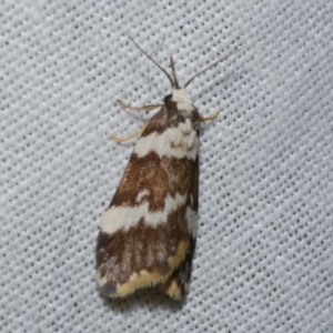 Halone sejuncta at Freshwater Creek, VIC - 20 Oct 2022 10:02 PM