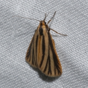 Phaeophlebosia furcifera at Freshwater Creek, VIC - 21 Oct 2022