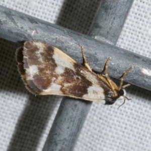 Philenora aspectalella at Freshwater Creek, VIC - 20 Oct 2022