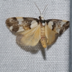 Philenora elegans (Philenora elegans) at Freshwater Creek, VIC - 20 Oct 2022 by WendyEM