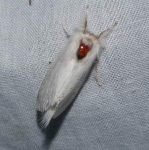 Trichiocercus sparshalli at Freshwater Creek, VIC - 21 Oct 2022 09:23 PM