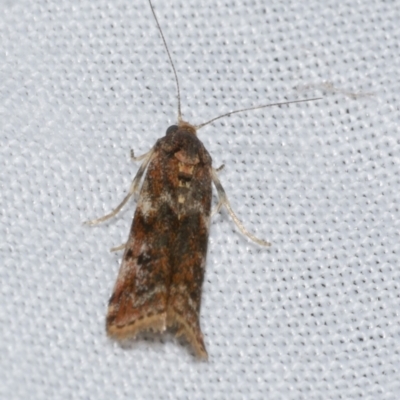 Ephestiopsis oenobarella (a Phycitine moth) at Freshwater Creek, VIC - 21 Oct 2022 by WendyEM