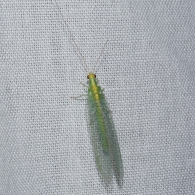 Apertochrysa edwardsi (A Green Lacewing) at Freshwater Creek, VIC - 21 Oct 2022 by WendyEM