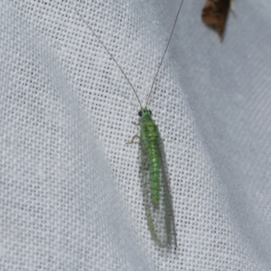 Mallada tripunctatus at Freshwater Creek, VIC - 21 Oct 2022 08:40 PM