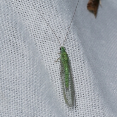 Mallada tripunctatus (Three-spot green lacewing) at Freshwater Creek, VIC - 21 Oct 2022 by WendyEM