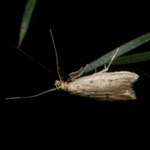 Atheropla psammodes at Freshwater Creek, VIC - 31 Oct 2022 09:09 PM