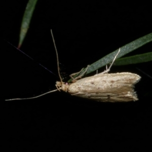 Atheropla psammodes at Freshwater Creek, VIC - 31 Oct 2022