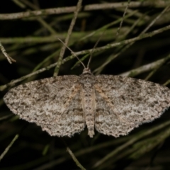 Ectropis fractaria (Ringed Bark Moth) at Freshwater Creek, VIC - 31 Oct 2022 by WendyEM