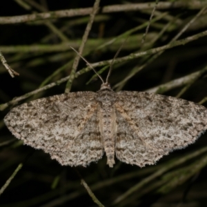 Ectropis fractaria at Freshwater Creek, VIC - 31 Oct 2022