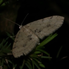 Poecilasthena scoliota (A Geometer moth (Larentiinae)) at Freshwater Creek, VIC - 31 Oct 2022 by WendyEM