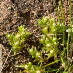 Hyalosperma demissum (Moss Sunray) at Bethungra, NSW - 6 Sep 2023 by JaneR