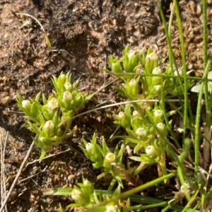 Hyalosperma demissum at Bethungra, NSW - 6 Sep 2023