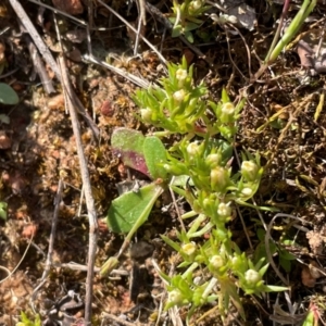 Hyalosperma demissum at Bethungra, NSW - 6 Sep 2023 04:03 PM