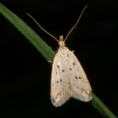 Atheropla psammodes (A Concealer moth (Eulechria group)) at Freshwater Creek, VIC - 29 Oct 2022 by WendyEM