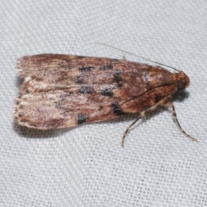 Mimaglossa nauplialis and habitalis at Freshwater Creek, VIC - 21 Oct 2022 08:40 PM